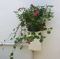 Acalypha Hispida
